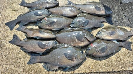 グレが入れ喰い！でも、だんだん小さくなって…